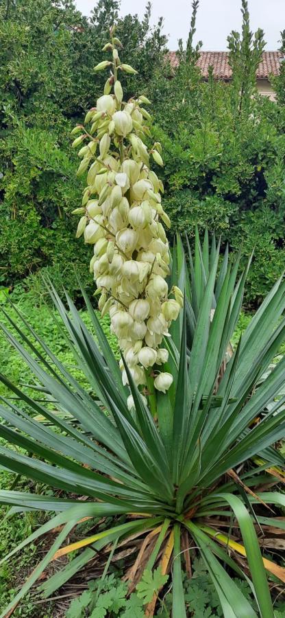 Il Giardino Del Gallo Cherasco Bagian luar foto
