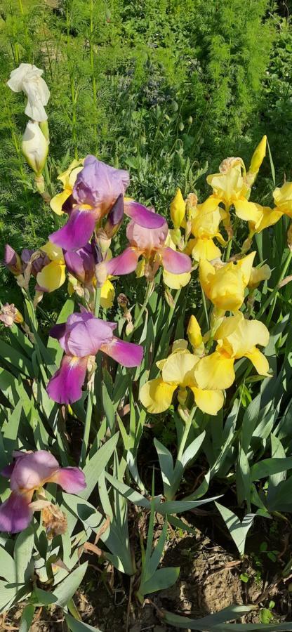 Il Giardino Del Gallo Cherasco Bagian luar foto