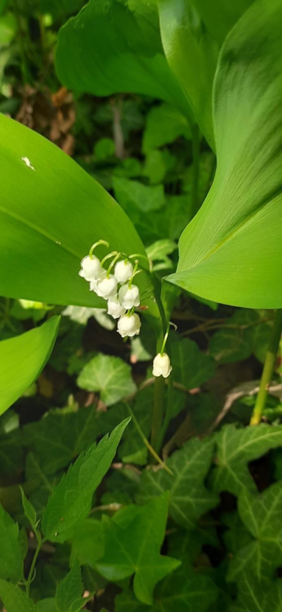 Il Giardino Del Gallo Cherasco Bagian luar foto
