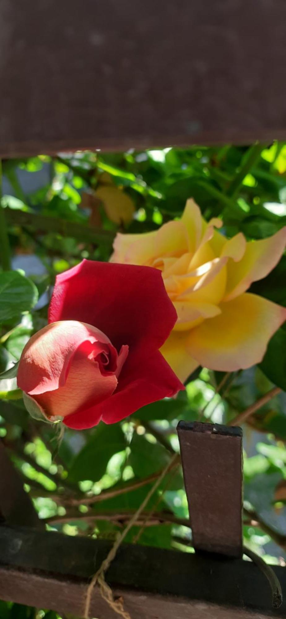Il Giardino Del Gallo Cherasco Bagian luar foto