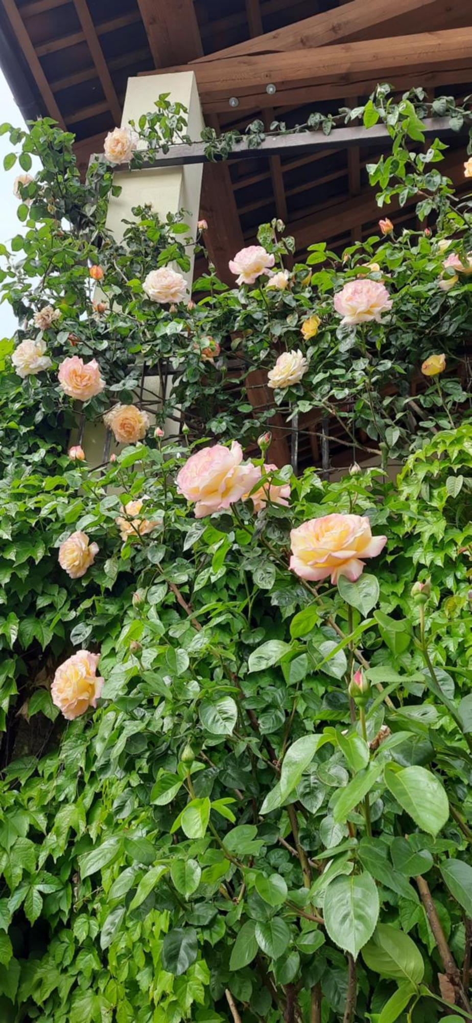 Il Giardino Del Gallo Cherasco Bagian luar foto